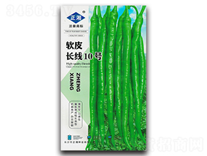 軟皮長線10號-線椒種子-正湘種業(yè)