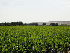 ƽ1608-ƽNI