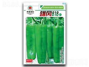 雄風818-辣椒種子-高科種業
