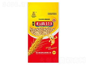 石麥19號-春淼種業