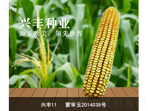 興豐11-興豐種業