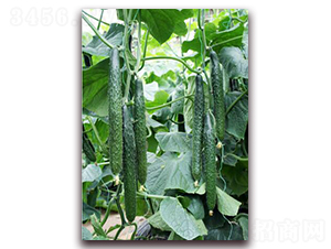 盛秋-黃瓜種子-怡農園藝