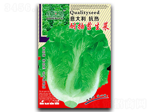 耐抽苔生菜-生菜種子-恒馳種業