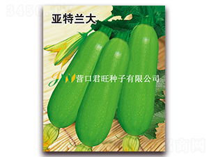 亞特蘭大-西葫蘆種子-營口君旺