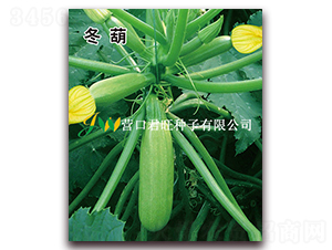 冬葫-西葫蘆種子-營口君旺