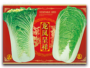 龍鳳呈祥-白菜種子-天星種業