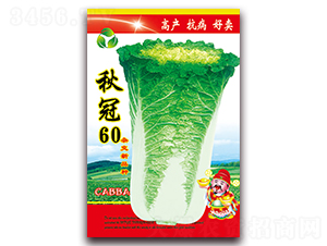 秋冠60-白菜種子-天星種業