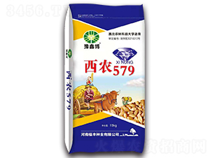 西農579（15kg）-小麥種子-豫鑫博