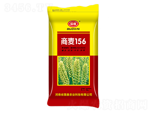 15kg商麥156-小麥種子-豫神農業