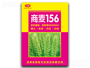 商麥156-小麥種子-豫神農業