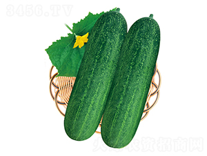 Gʿ̖-ϷN-