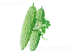 龍玉二號-苦瓜種子-立信