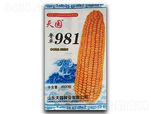 魯單981-玉米種子-天園種業
