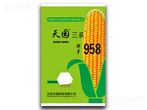 鄭單958-玉米種子-天園種業