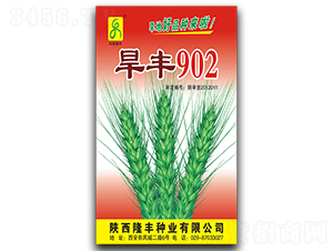 旱豐902-小麥種子