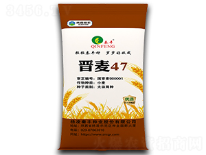晉麥47-小麥種子