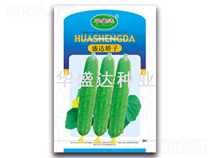 盛達嬌子-黃瓜種子-華盛達