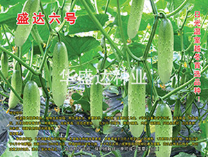 盛達(dá)六號(hào)-黃瓜種子-華盛達(dá)