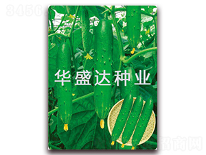 盛達(dá)3號(hào)-黃瓜種子-華盛達(dá)