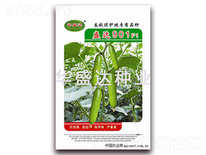 盛達(dá)901F1-黃瓜種子-華盛達(dá)