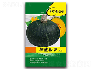 華盛板栗南瓜-南瓜種子-鑫博大