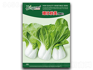 矮壯秋美-青菜種子-湘蔬種業(yè)