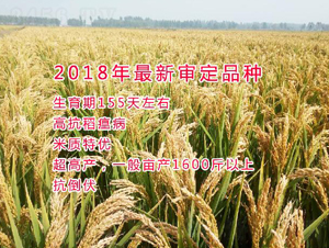 渾梗219-水稻種子-博科種業