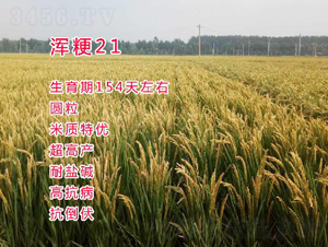 渾梗21-水稻種子-博科種業