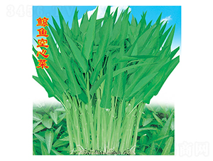 鯨魚空心菜-空心菜種子-萬農高科