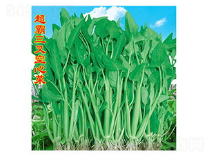 三叉空心菜-空心菜種子-萬農高科