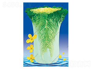 水師營11號(hào)-白菜種子-水師營