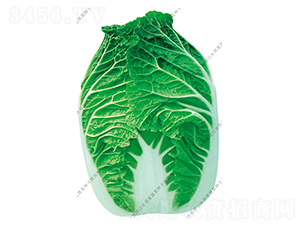 水師營(yíng)8號(hào)-白菜種子-水師營(yíng)