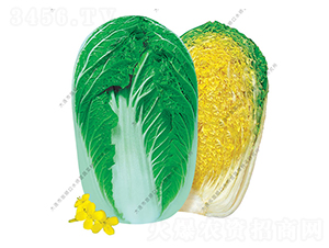 快菜60-白菜種子-水師營