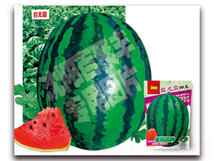 巨無霸甜王-西瓜種子-百聚豐