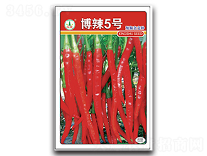 博辣5號-辣椒種子-興蔬種業