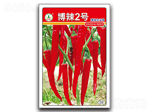 博辣2號-辣椒種子-興蔬種業