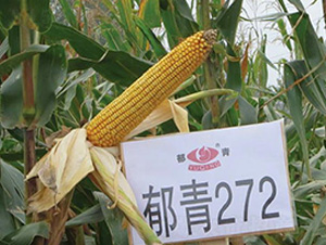 郁青272-玉米種子-九圣禾種業