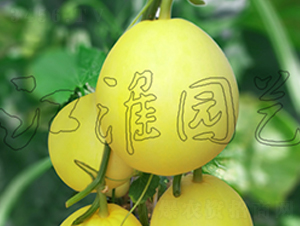 S-ϷN-@ˇ