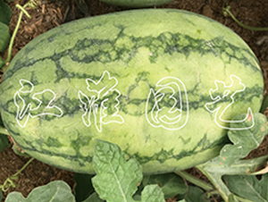 ׿Խ6̖(ho)-ϷN-@ˇ