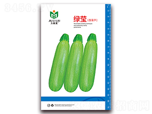 綠瑩西葫蘆-菜用西葫蘆種子-金鵬種業