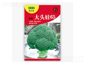 å¤§é ­å¨ƒ65-è¥¿è˜­èŠ±ç¨®å­-äºžéž