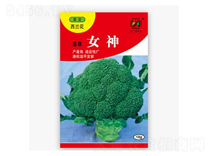 äºžéžå¥³ç¥ž-è¥¿è˜­èŠ±ç¨®å­-äºžéž