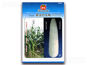 蔬寶白玉糯-糯玉米種子-蔬寶種業