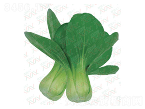 夏尊-青菜種子-微萌種業