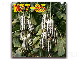 M77-85-ƤϷN-·NI(y)