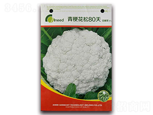 青梗花松80天花椰菜F1-花椰菜種子-艾尼德