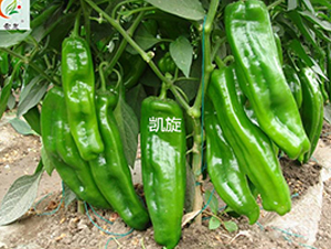 凱旋-辣椒種子-盛旺種業