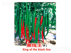 黑線王F1-辣椒種子-盛旺種業