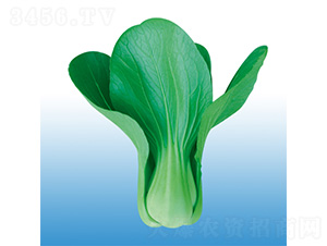 青陽(yáng)-青梗菜種子-沃爾農(nóng)業(yè)