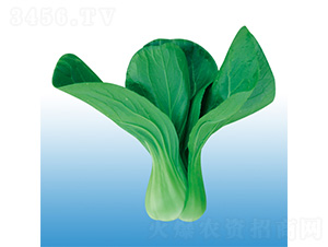 錦陽-青梗菜種子-沃爾農業